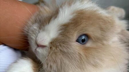 Family Thrilled to Have Their Bunny Biscuit Back Home