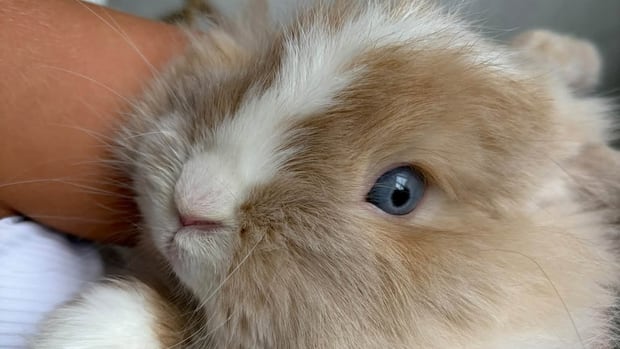 Family Thrilled to Have Their Bunny Biscuit Back Home Family Thrilled to Have Their Bunny Biscuit Back Home