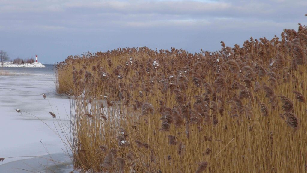 New Initiative to Combat Invasive Phragmites in Ontario