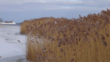 New Funding to Manage Phragmites and Support Wetlands