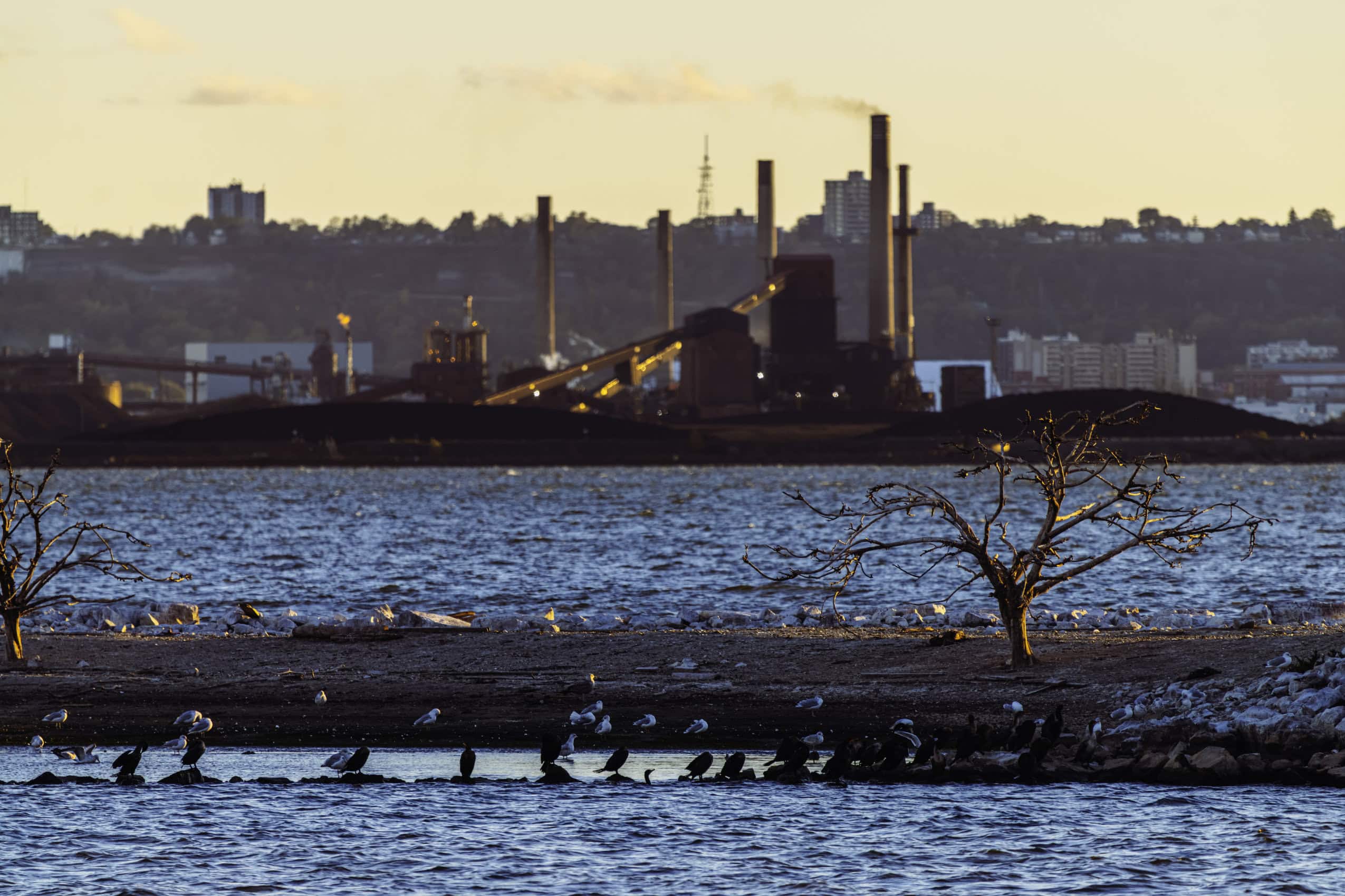 Birds gather on island s i n Hamilton Harbor where Stelco steel plant seen background acros s harbor.