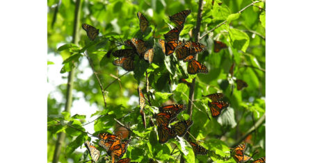 Ontario Nature Expands Urban Nature Reserve in Whitby