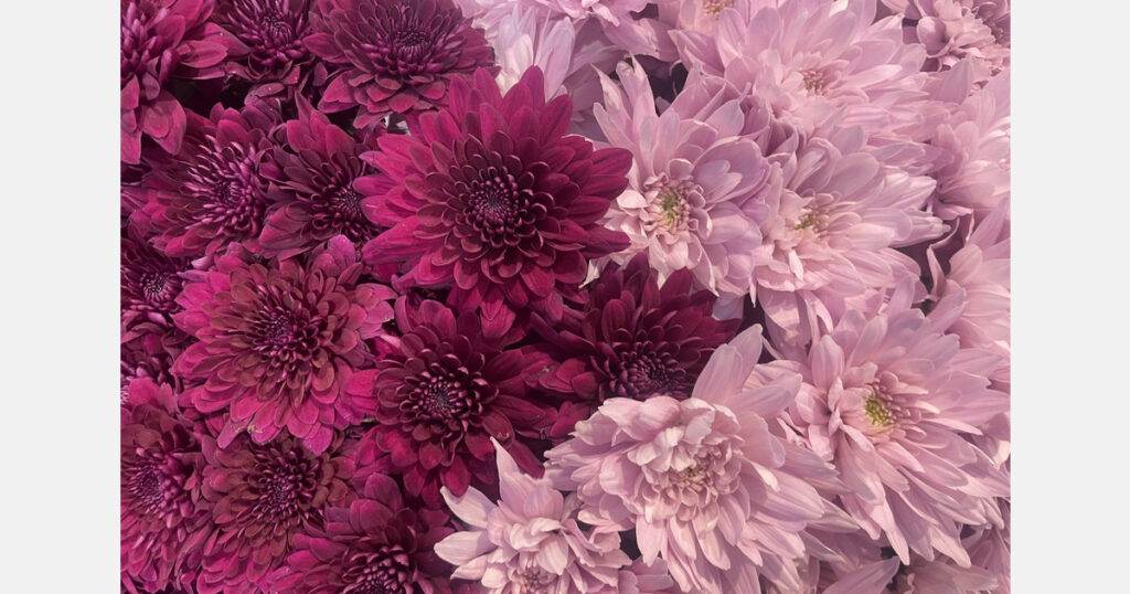 Hamilton’s Chrysanthemum Festival Returns This Weekend