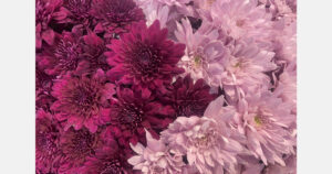 Ontario’s largest chrysanthemum show returns to Hamilton this weekend