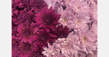 Hamilton’s Chrysanthemum Festival Returns This Weekend