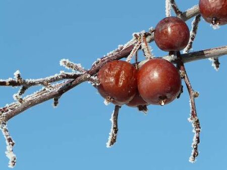 Frosty Nights Ahead for Southwestern Ontario Frosty Nights Ahead for Southwestern Ontario