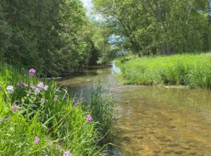 Transparency concerns lead MVCA Chair to resign from Lake Huron Regional Conservation Authority Transition Committee Transparency concerns lead MVCA Chair to resign from Lake Huron Regional Conservation Authority Transition Committee