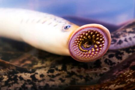 Great Lakes See Drop in Sea Lamprey Numbers Great Lakes See Drop in Sea Lamprey Numbers