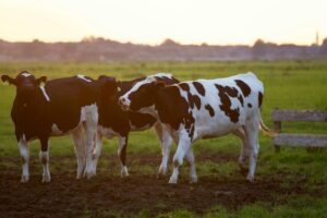 Local Meat Plant Penalized for License Violations