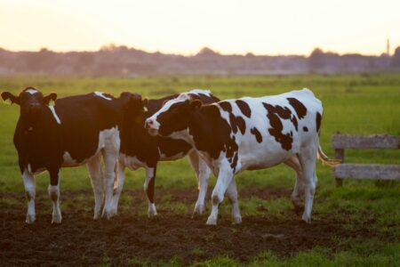 Local Meat Plant Penalized for License Violations