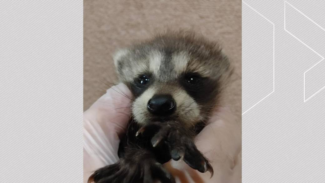 Click to play video: 'Dozens of charges laid against Ontario&rsquo;s largest raccoon rescue in Kawartha Lakes'