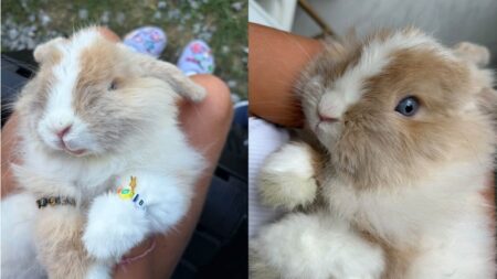 Bunny Goes Missing from Local Fair