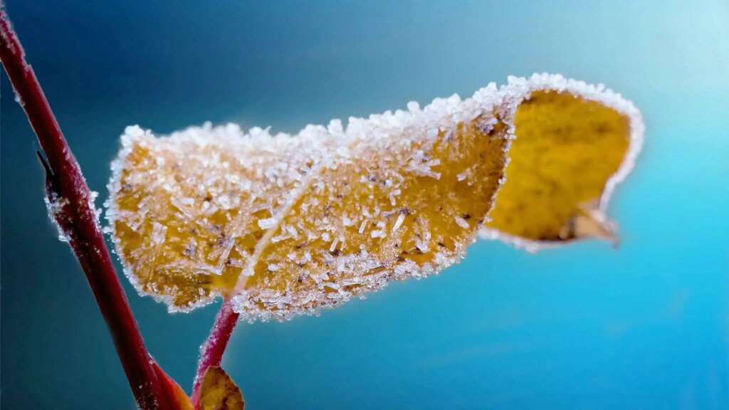 Cold Snap Hits Toronto Area with Freezing Temperatures Cold Snap Hits Toronto Area with Freezing Temperatures
