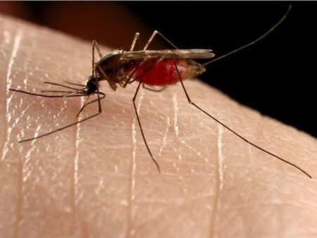 West Nile Virus Found in Local Mosquitoes