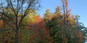 What Super El Nino could mean for fall colours in Barrie