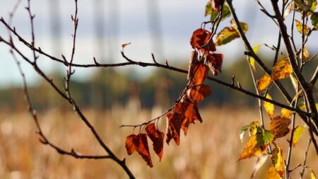 What’s Open and Closed This Thanksgiving in Hamilton What’s Open and Closed This Thanksgiving in Hamilton